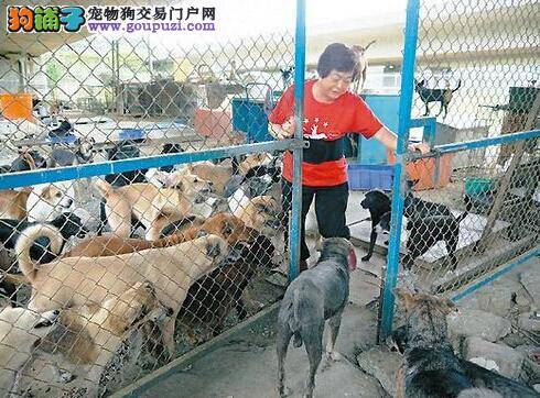 好心执法员帮助养犬老人给狗狗接种疫苗