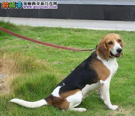 如何训练比格犬散步时不要暴冲