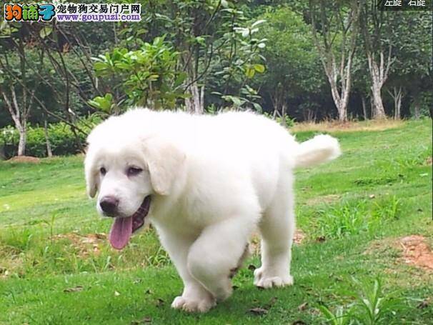 大白熊犬突然打蔫拉肚子是什么原因造成的