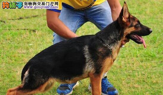 德国牧羊犬患上犬瘟，咳嗽拉肚子应如何医治