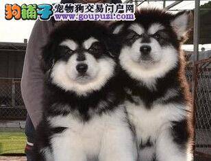 三个半月的阿拉斯加犬总拉稀 请专家指教