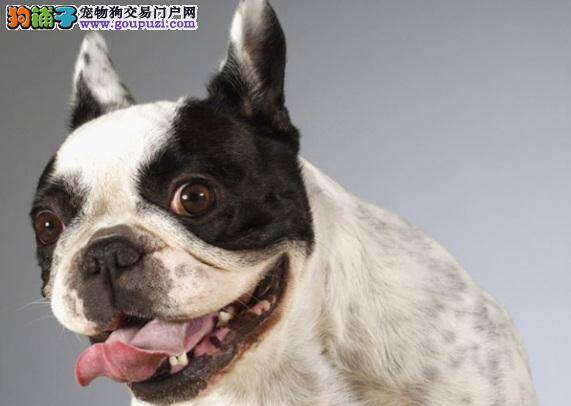 法国斗牛犬生病的征兆