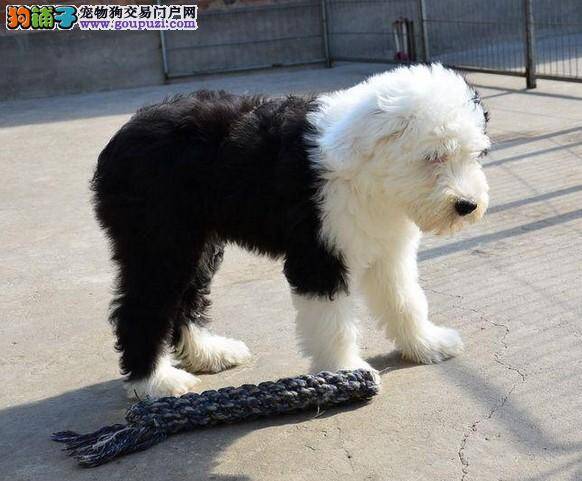 古代牧羊犬吃了驱虫药后开始又拉又吐没事吧