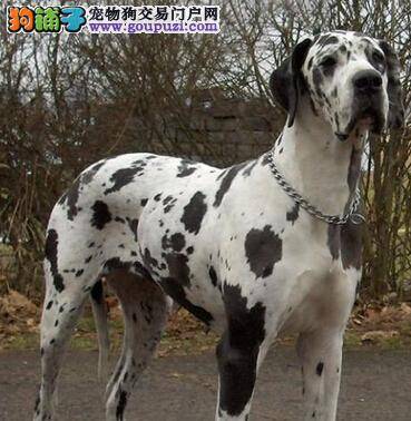 健康常识之大丹犬出现食盐中毒现象怎么办