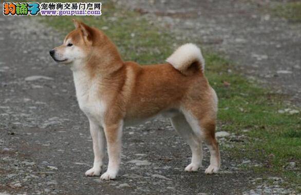 为狗选配偶 详解秋田犬选种和选配知识