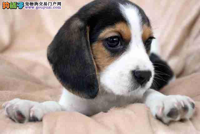 比格犬有点拉稀，有人知道治疗方法吗