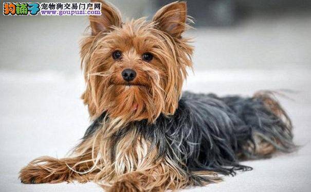 区分约克夏犬和丝毛梗犬的方法