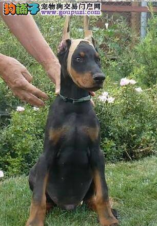 杜宾犬患上细小后，呕吐拉稀应如何护理