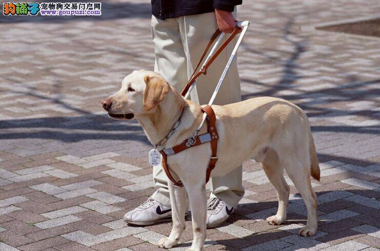 导盲犬的介绍与认识