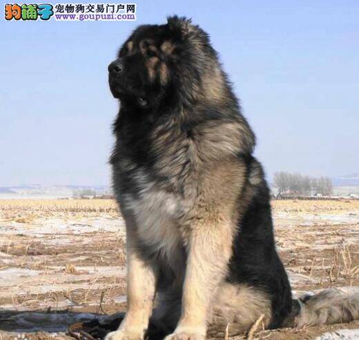 高加索犬所具备的重要特征和优点