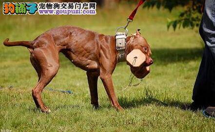 购买优秀犬 认真观察比特犬的头部特征