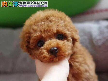 贵宾犬总乱叫而且乱咬自己的尾巴如何是好