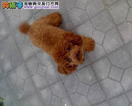 判断贵宾犬皮肤异常的原因和治疗的方法