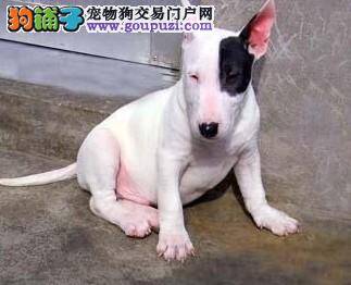 我家牛头梗突然出现拉稀毛病如何是好