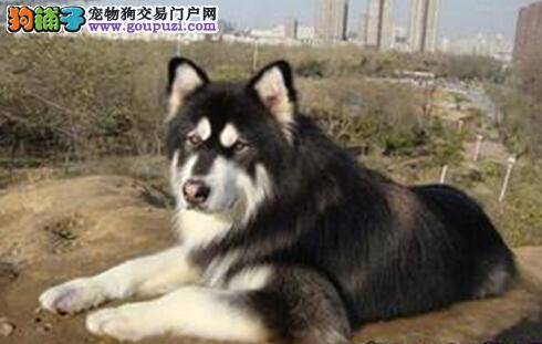 判断阿拉斯加犬怀孕的方法及相关的护理