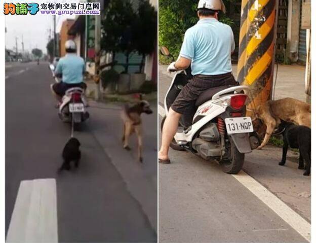 遭检举杀狗卖肉 尖石男反告女子设局