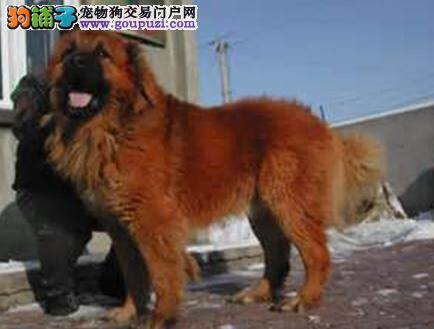 找到历史 探寻高加索犬品种起源