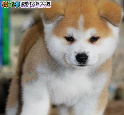 秋田犬细小已经治疗七天了，请问医生接下来怎么办