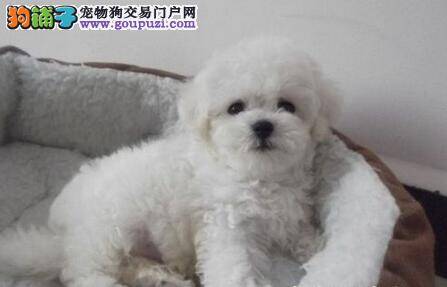 比熊犬吃完驱虫药多次拉稀是什么情况