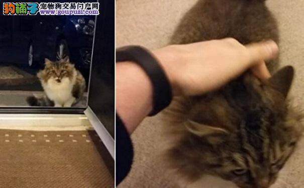 冬夜流浪猫求进屋 他打开房门没想到进来的不是一个