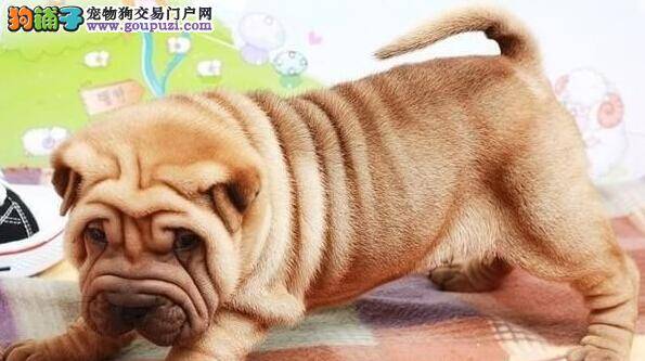 沙皮狗细小康复后拉稀有没有事