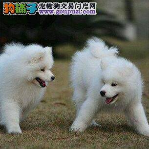 萨摩耶必备维生素以及获取来源