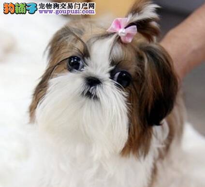 西施犬尿道口有分泌物发炎了怎么治疗