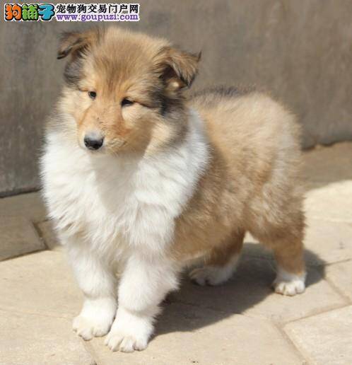 苏格兰牧羊犬这几天食欲不太好，没事吧