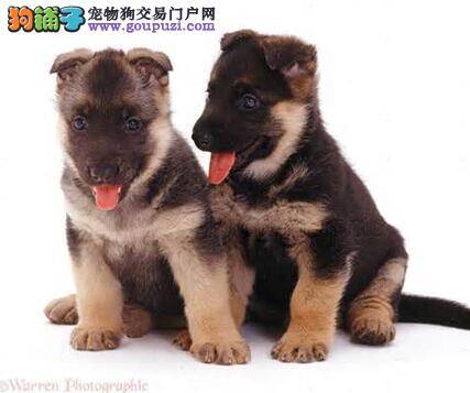 肥胖问题解答 偏胖的狼狗要怎样喂养