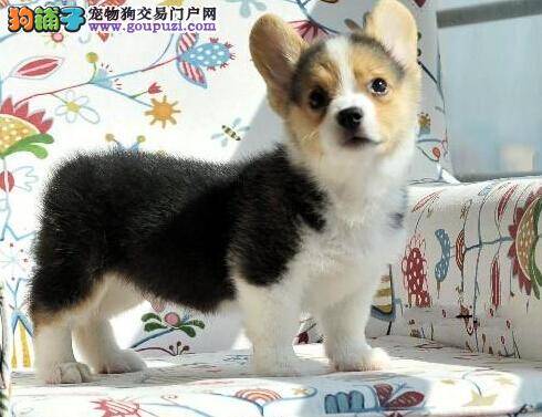 柯基犬最近严重掉毛而且有皮屑