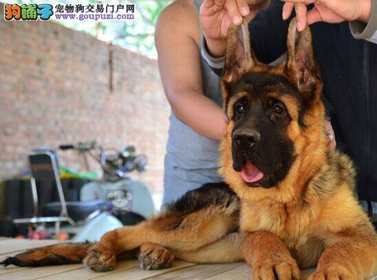 德国牧羊犬洗澡后身上出现异味怎么办