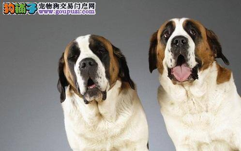 圣伯纳犬拉肚子怎么办 要如何治疗