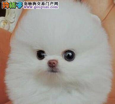 科学讲解之博美犬为什么喜欢吃便便