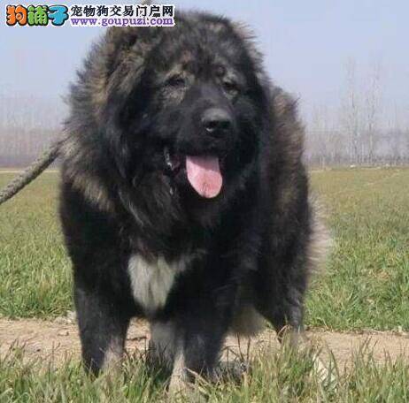 原来买高加索犬有那么多的讲究