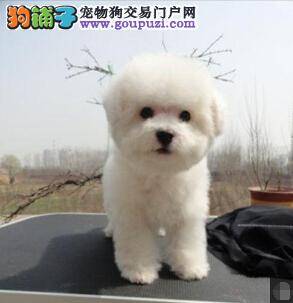 优质比熊犬所具备的几个基本特征
