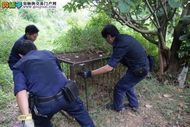 唐狗中招受伤，爱协扫荡打鼓岭检大型捕兽笼