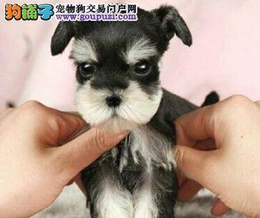 50多天的雪纳瑞吃什么狗粮好