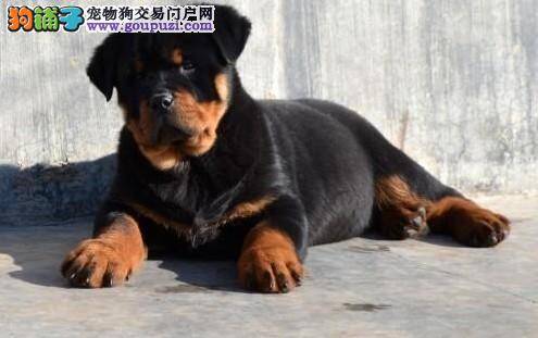 我家罗威纳犬吃狗粮后吐了是什么原因