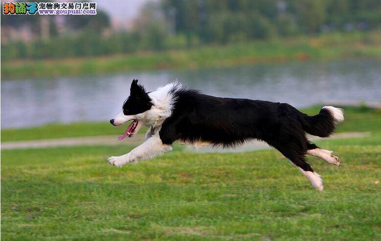 给边境牧羊犬清洁耳朵的正确方法