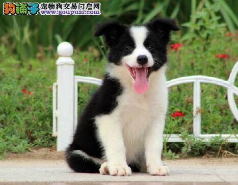 边境牧羊犬突然拉虫子了怎么办