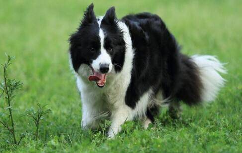 如果家里的边境牧羊犬突然不喜欢吃正餐，是什么原因呢