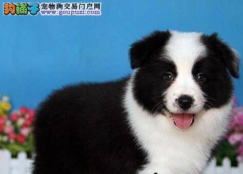 边境牧羊犬身上起很多红痘痘怎么办