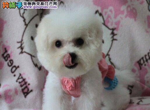 我家的比熊犬总拉肚子怎么调理肠胃