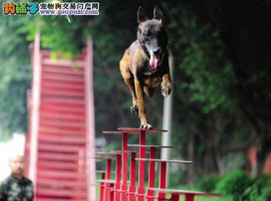 重庆搜救名犬走上央视《挑战不可能》舞台