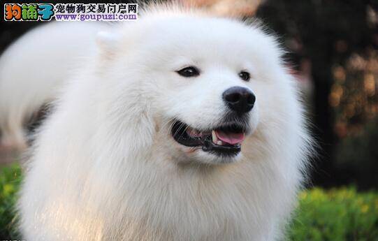 天气变化谨防感冒 春季如何防止萨摩耶患上感冒