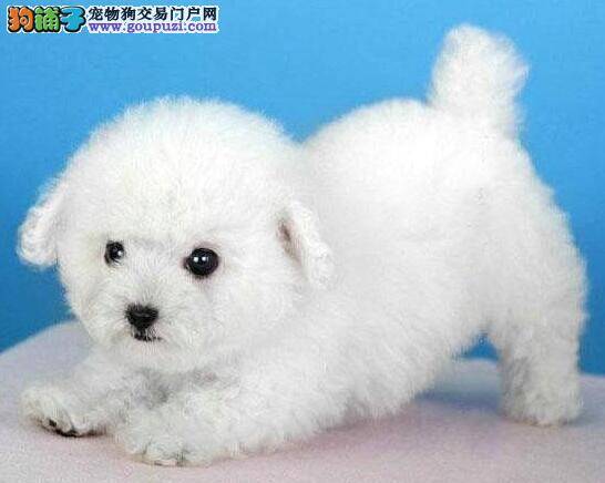 比熊犬的肺炎越来越严重了应怎么办