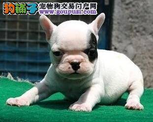 健康小护理 斗牛犬患上翻肠子应如何医治