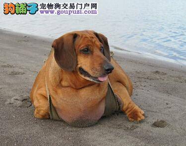 世界上最胖的腊肠狗减肥成功 骤降24公斤