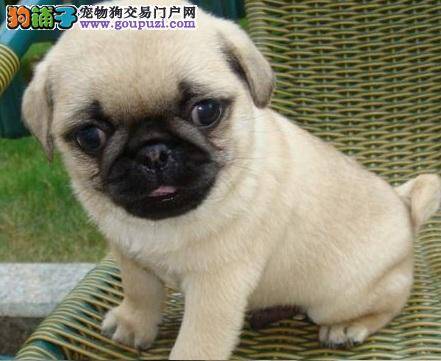 分享购买巴哥犬的经验常识