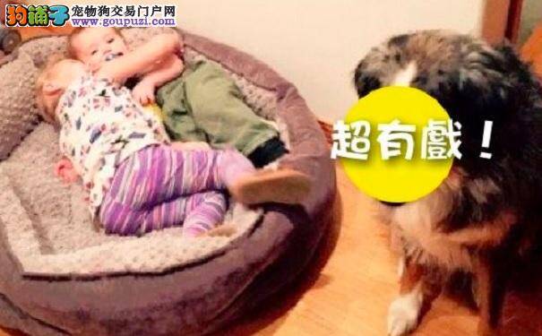 狗发现舒适的大床被占走 眼神笑翻一堆网友